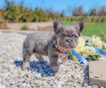 Small Photo #2 French Bulldog Puppy For Sale in ADAMS, TN, USA