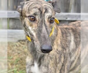 Greyhound Dogs for adoption in Grandville, MI, USA