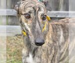 Small Greyhound