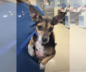 Chihuahua-Unknown Mix Dogs for adoption in Riverside, CA, USA