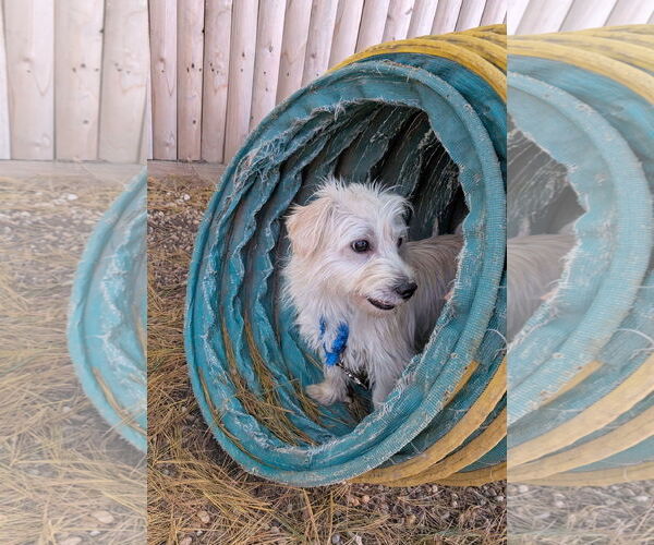 Medium Photo #18 Mutt Puppy For Sale in Philadelphia, PA, USA