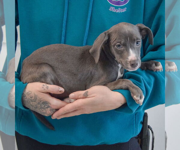 Medium Photo #2 American Staffordshire Terrier-Labrador Retriever Mix Puppy For Sale in Huntley, IL, USA