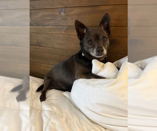 Medium Photo #4 Chihuahua-Unknown Mix Puppy For Sale in Plainfield, IL, USA