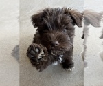 Small Photo #11 Schnauzer (Miniature) Puppy For Sale in KILLEEN, TX, USA