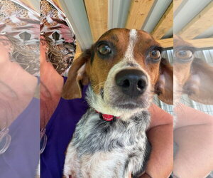 Beagle-Unknown Mix Dogs for adoption in Rockaway, NJ, USA