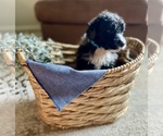 Puppy 3 Bernedoodle