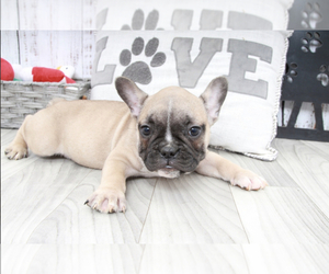 French Bulldog Puppy for sale in MARIETTA, GA, USA