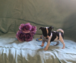 Small Photo #2 Chihuahua Puppy For Sale in BLACKSTONE, VA, USA