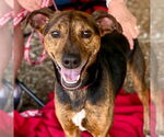 Small #4 Whippet Mix