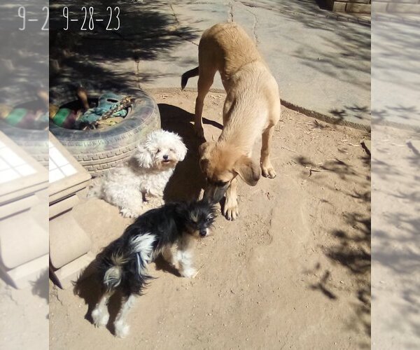 Medium Photo #11 Mutt Puppy For Sale in Apple Valley, CA, USA
