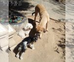 Small #10 Mutt