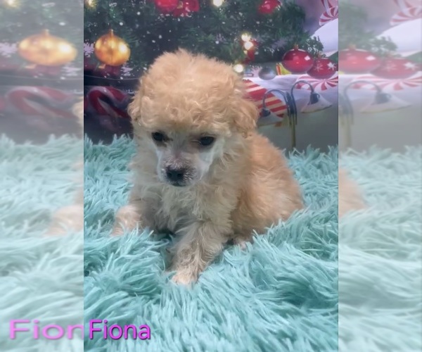 Medium Photo #2 Poodle (Toy) Puppy For Sale in AZLE, TX, USA