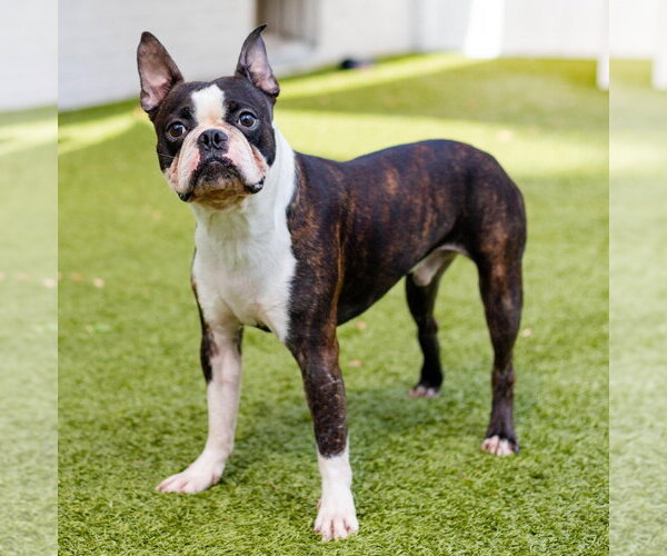 Medium Photo #2 Boston Terrier-Unknown Mix Puppy For Sale in Canton, CT, USA