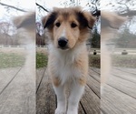 Puppy HM2 Collie