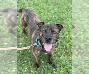 American Pit Bull Terrier Dogs for adoption in Evansville, IN, USA