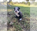 Small #8 Boston Terrier