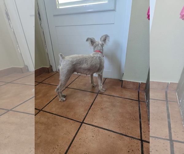 Medium Photo #2 Mutt Puppy For Sale in Virginia Beach, VA, USA