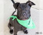 Small #1 Labrador Retriever Mix