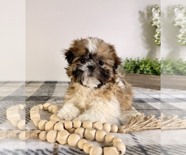 Medium Photo #5 Shih Tzu Puppy For Sale in GREENFIELD, IN, USA