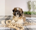Small #4 Shih Tzu