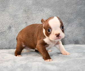 Boston Terrier Puppy for sale in HOMINY, OK, USA