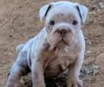 Small Photo #29 English Bulldog Puppy For Sale in HESPERIA, CA, USA