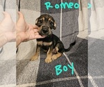 Small #3 Chizer