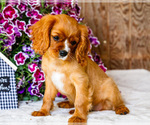 Small #2 Cavalier King Charles Spaniel