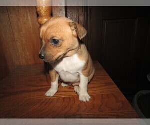Chiranian Puppy for sale in CHICAGO, IL, USA