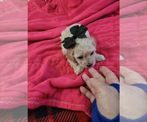 Poodle (Toy)-Unknown Mix Puppy for sale in COPPERAS COVE, TX, USA