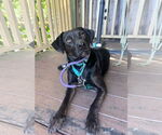 Small Photo #7 Labrador Retriever-Unknown Mix Puppy For Sale in San Diego, CA, USA