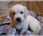 Puppy Navajo English Cream Golden Retriever