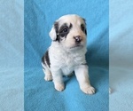 Small #5 Aussiedoodle