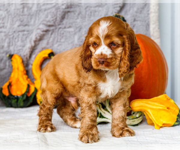 Medium Photo #10 Cocker Spaniel Puppy For Sale in WAKARUSA, IN, USA