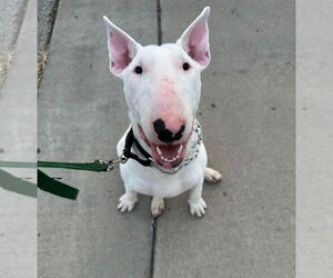 Bull Terrier Dogs for adoption in Columbus, IN, USA