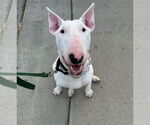 Small Bull Terrier