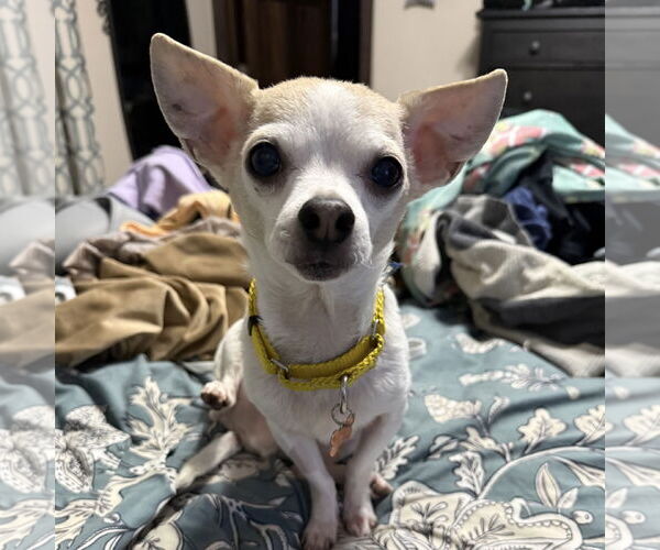 Medium Photo #6 Chihuahua-Unknown Mix Puppy For Sale in Fargo, ND, USA