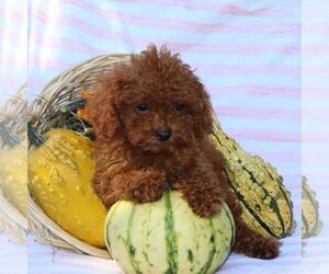 Cavapoo Puppy for sale in THORP, WI, USA
