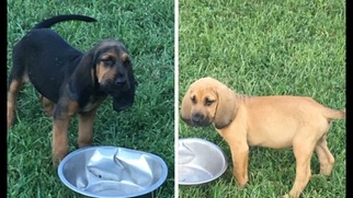 Bloodhound Puppy for sale in MANNS CHOICE, PA, USA