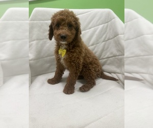 Goldendoodle (Miniature) Puppy for sale in RANDOLPH, MA, USA