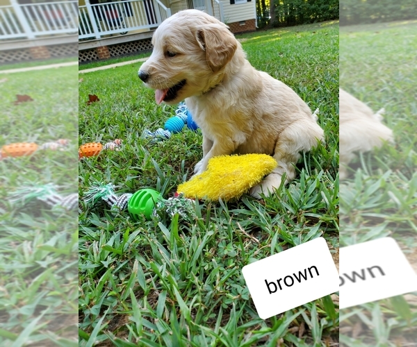 Medium Photo #1 Goldendoodle Puppy For Sale in MACON, VA, USA