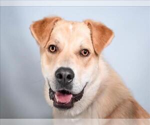 Labrador Retriever-Unknown Mix Dogs for adoption in Fort Collins, CO, USA