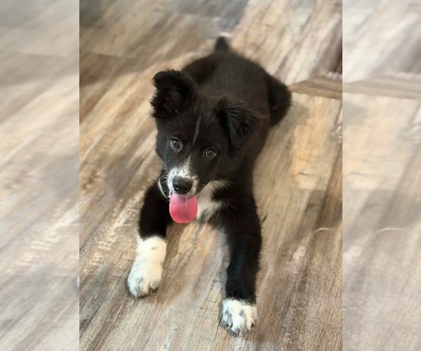 Medium Photo #4 Border Collie-Unknown Mix Puppy For Sale in Canton, CT, USA