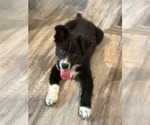 Small #3 Border Collie Mix