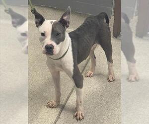 American Staffordshire Terrier Dogs for adoption in Tallahassee, FL, USA