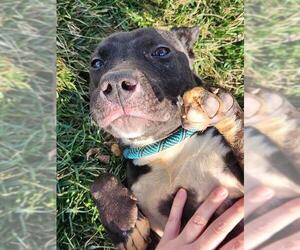 Mutt Dogs for adoption in Louisville, KY, USA