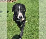 Small #1 Labrador Retriever