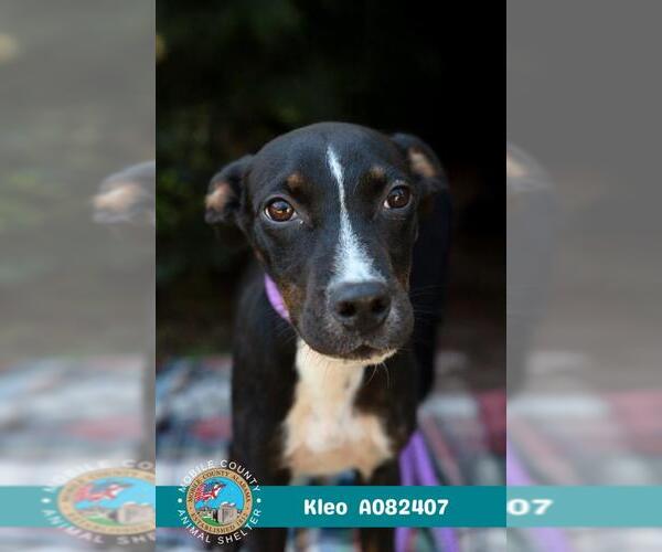 Medium Photo #1 Labrador Retriever-Unknown Mix Puppy For Sale in Mobile, AL, USA