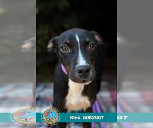 Labrador Retriever-Unknown Mix Dogs for adoption in Mobile, AL, USA