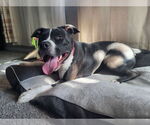 Small #1 American Pit Bull Terrier Mix
